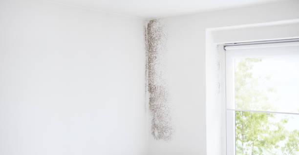 Mold Remediation for Vacation Homes in Holly Hill, SC