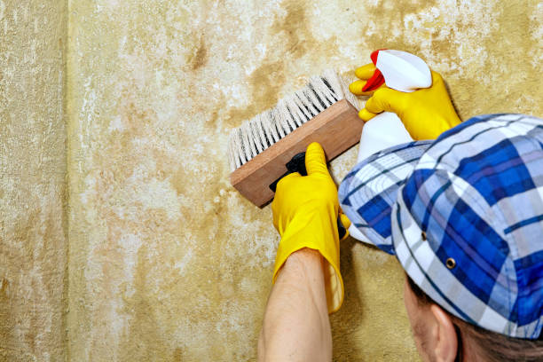 Best Mold-Related Health Consultation  in Holly Hill, SC