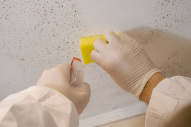 Best Mold Remediation for Healthcare Facilities  in Holly Hill, SC