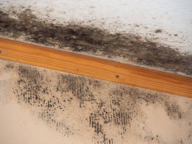 Best Comprehensive Air Testing for Mold Contaminants  in Holly Hill, SC
