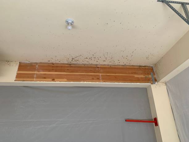Professional Mold Removal in Holly Hill, SC