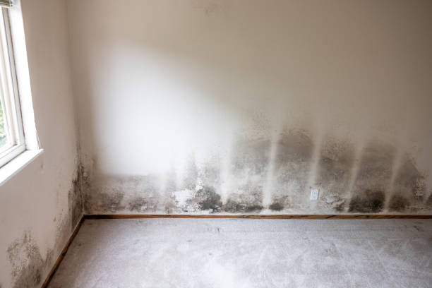 Best Water Damage & Mold Remediation  in Holly Hill, SC