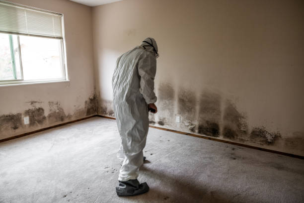 Best Attic Mold Removal  in Holly Hill, SC