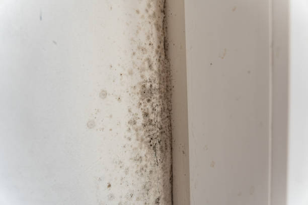 Best Black Mold Removal  in Holly Hill, SC